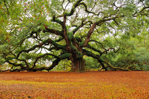 Arbre,tree,scenery