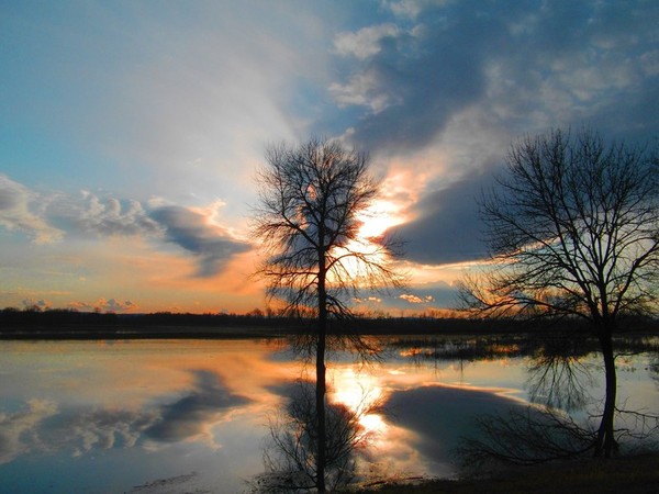 Arbre,tree,scenery