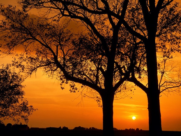 Arbre,tree,scenery