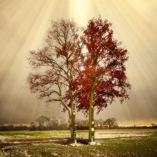 Arbre,tree,scenery