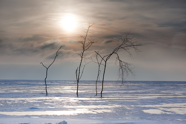 Arbre,tree,scenery