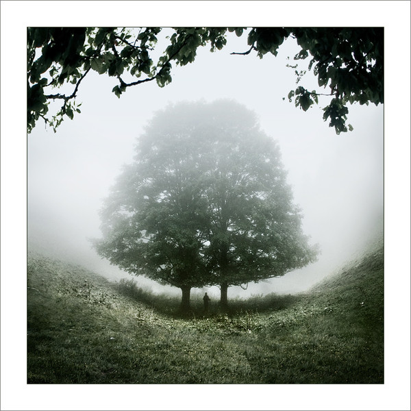 Arbre,tree,scenery