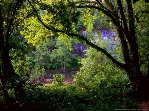 Arbre,tree,scenery