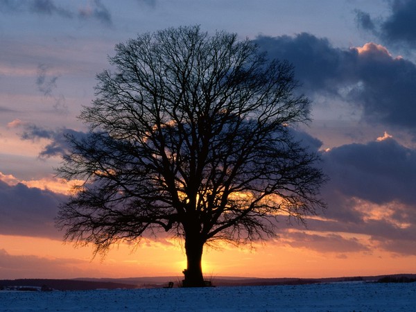 Arbre,tree,scenery