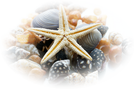 Résultat d’images pour Gifs étoiles de mer et coquillages