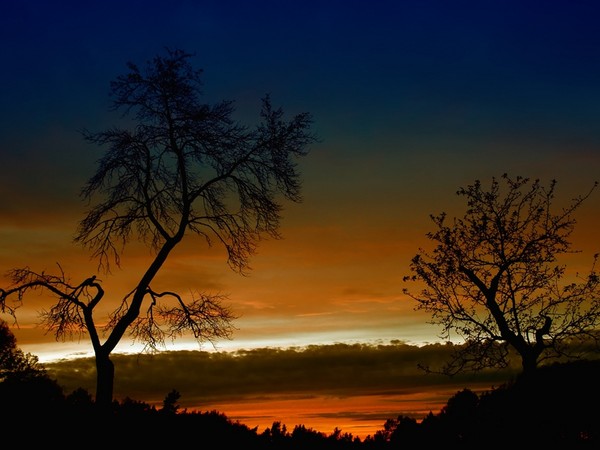 Arbre,tree,scenery