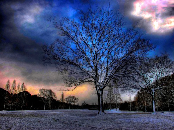 Arbre,tree,scenery