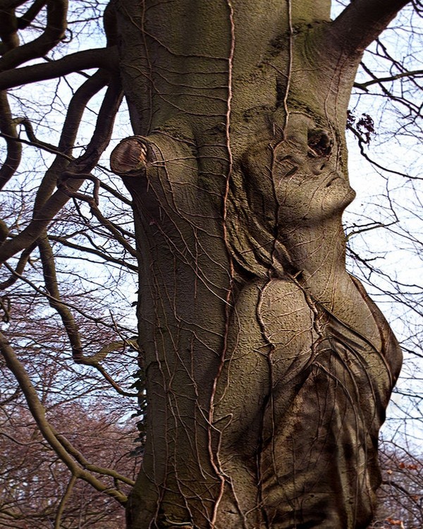 Arbre,tree,scenery