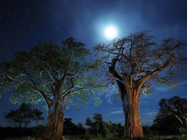 Arbre,tree,scenery