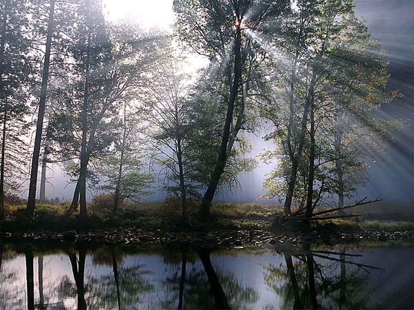 Arbre,tree,scenery