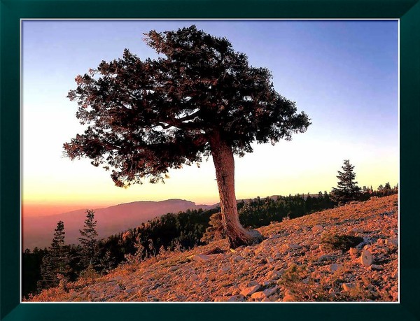 Arbre,tree,scenery