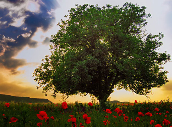 Arbre,tree,scenery