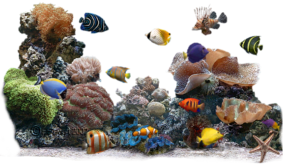 animaux,aquatique,océan,mer,marin,tube