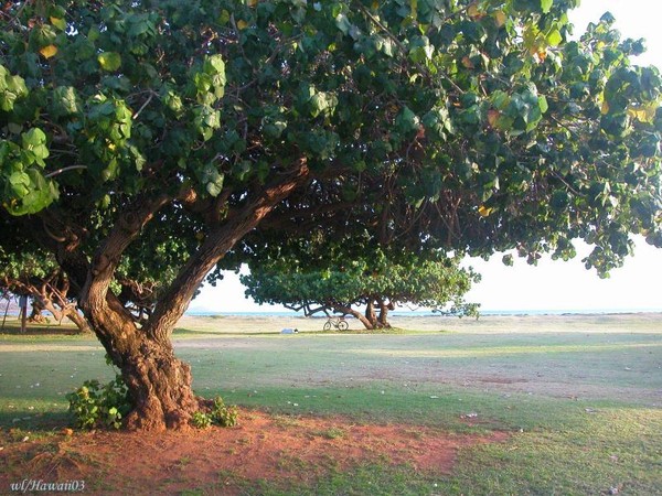 Arbre,tree,scenery