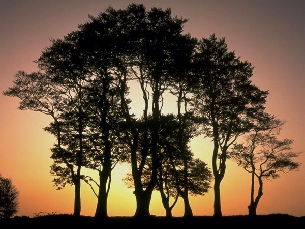 Arbre,tree,scenery