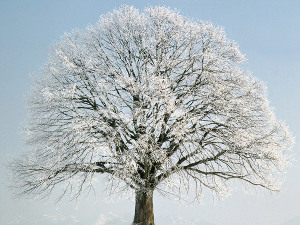 Arbre,tree,scenery