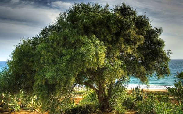 Arbre,tree,scenery