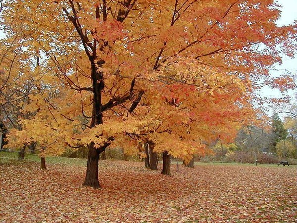 automne,paysage