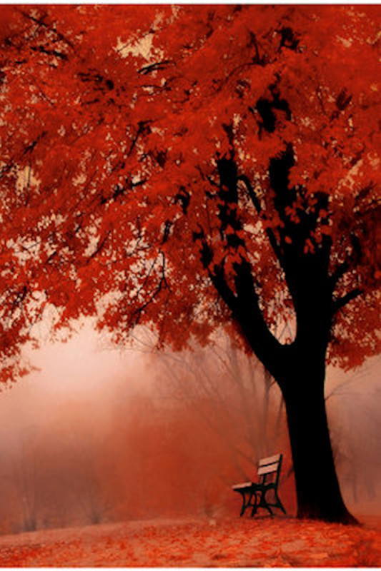 automne,paysage,couleurs