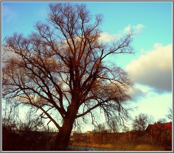Arbre,tree,scenery