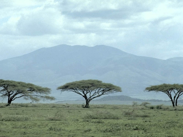 Arbre,tree,scenery