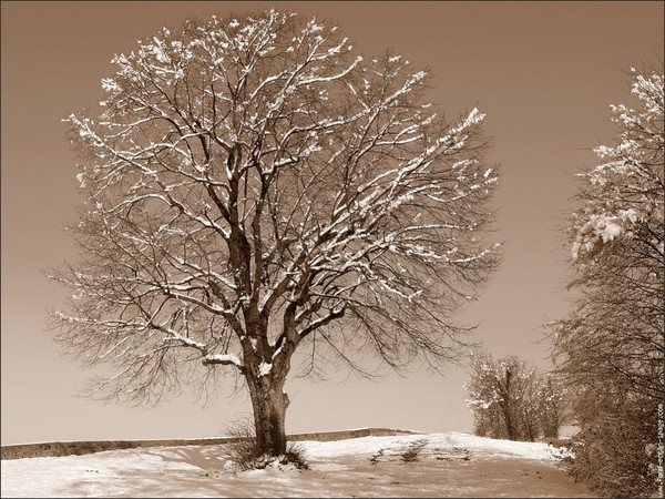 Arbre,tree,scenery