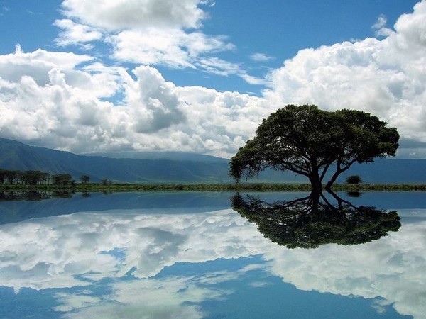 Arbre,tree,scenery