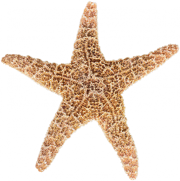 coquillages,océan,mer,étoile de mer