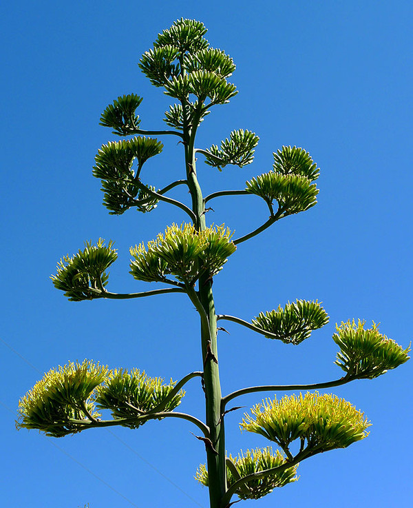 Arbre,tree,scenery