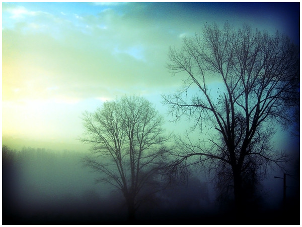 Arbre,tree,scenery