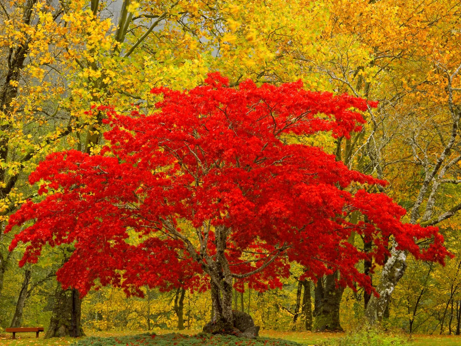 Arbre tree scenery